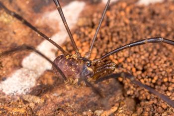 Media type: image; Invertebrate Zoology 29252   Description: live specimen;